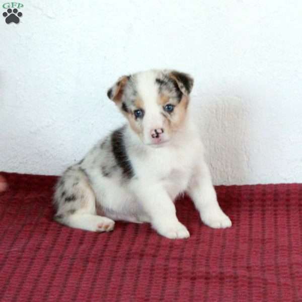 Ralph, Pembroke Welsh Corgi Puppy