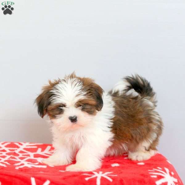 Ralph, Shih Tzu Puppy