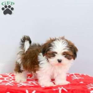 Ralph, Shih Tzu Puppy