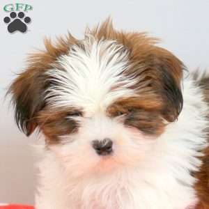 Ralph, Shih Tzu Puppy