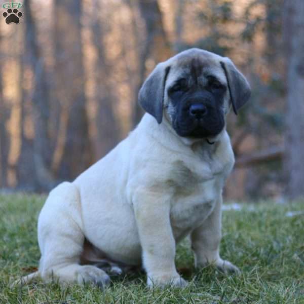 Ralph, English Mastiff Puppy