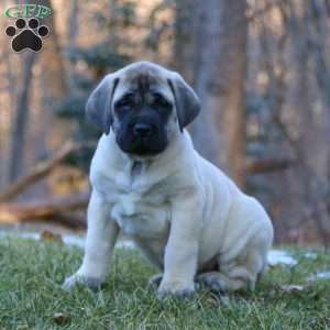 Ralph, English Mastiff Puppy