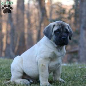 Ralph, English Mastiff Puppy