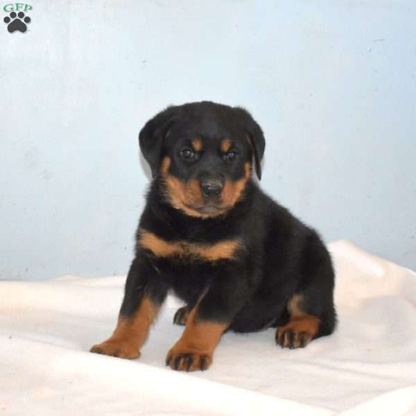 Rambo, Rottweiler Puppy