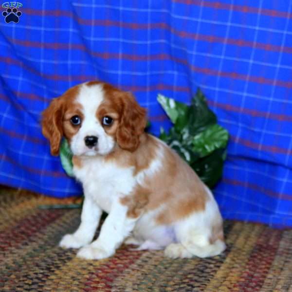 Rambo, Cavalier King Charles Spaniel Puppy