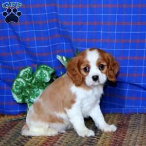 Rambo, Cavalier King Charles Spaniel Puppy