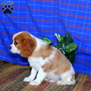 Rambo, Cavalier King Charles Spaniel Puppy