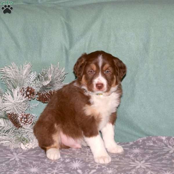 Randy, Border Collie Puppy