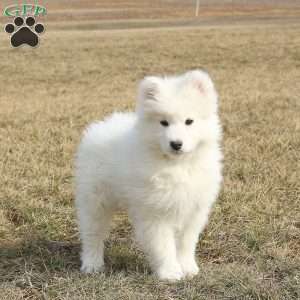 Samoyed Puppies For Sale - Greenfield Puppies
