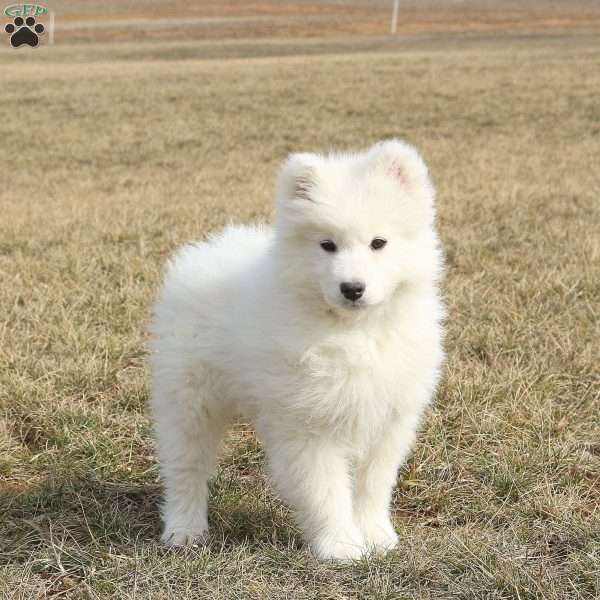 Randy, Samoyed Puppy