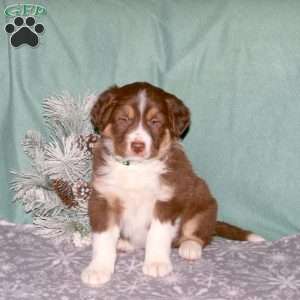 Randy, Border Collie Puppy