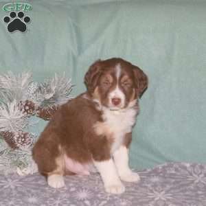 Randy, Border Collie Puppy