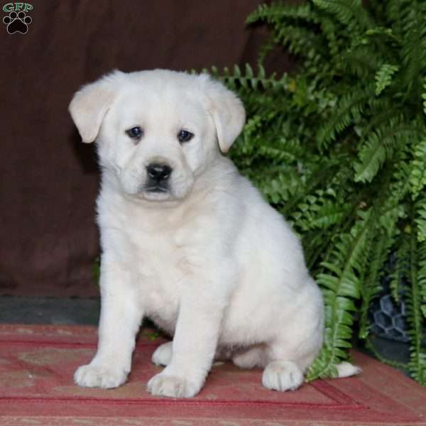 Randy, Yellow Labrador Retriever Puppy