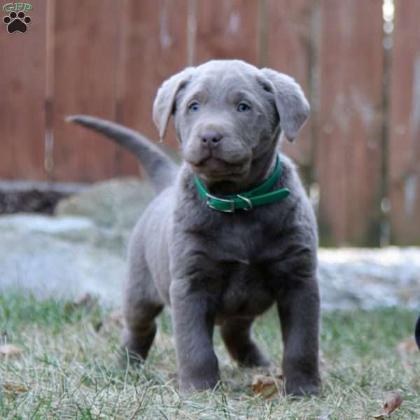 Randy, Silver Labrador Retriever Puppy