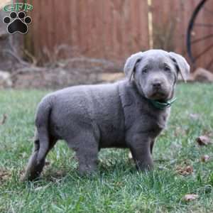 Randy, Silver Labrador Retriever Puppy