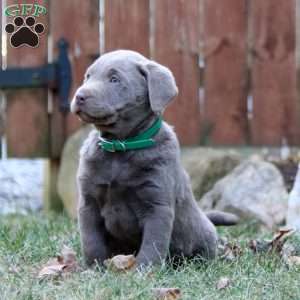 Randy, Silver Labrador Retriever Puppy