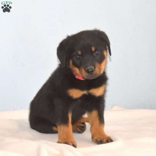 Ranger, Rottweiler Puppy