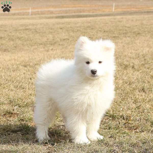 Ranger, Samoyed Puppy