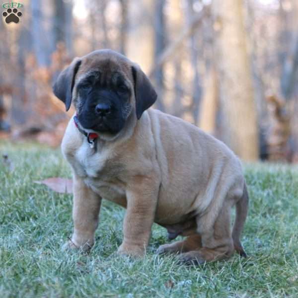 Rascal, English Mastiff Puppy