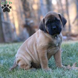 Rascal, English Mastiff Puppy