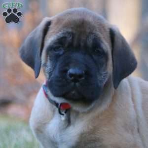 Rascal, English Mastiff Puppy