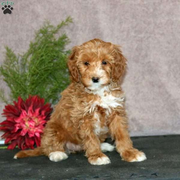 Rayna, Mini Goldendoodle Puppy