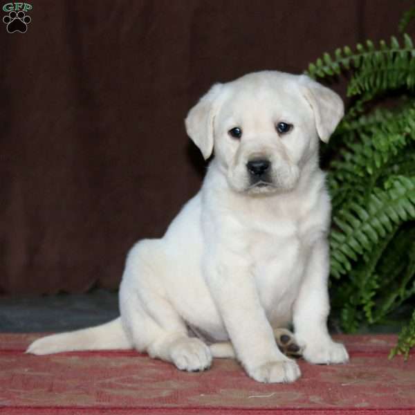 Rayna, Yellow Labrador Retriever Puppy