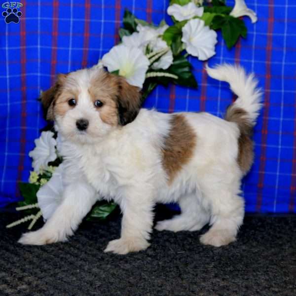 Rayna, Havanese Puppy