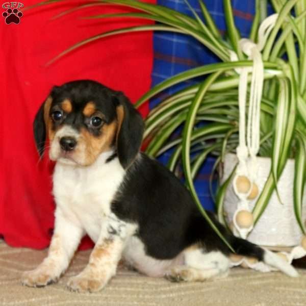 Rayna, Beagle Puppy