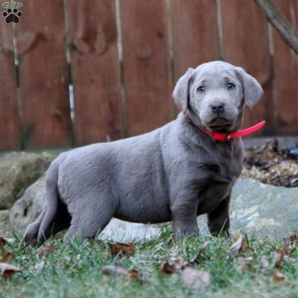 Rayna, Silver Labrador Retriever Puppy