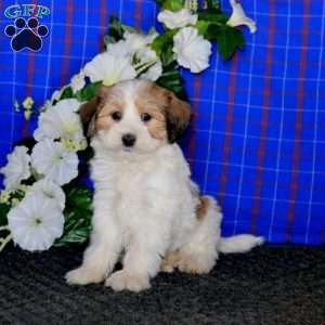 Rayna, Havanese Puppy