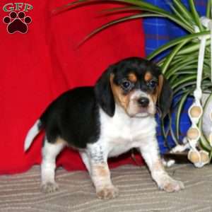 Rayna, Beagle Puppy