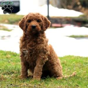 Rayna, Goldendoodle Puppy