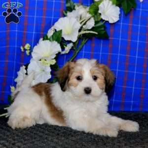 Rayna, Havanese Puppy