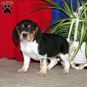 Rayna, Beagle Puppy