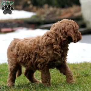 Rayna, Goldendoodle Puppy