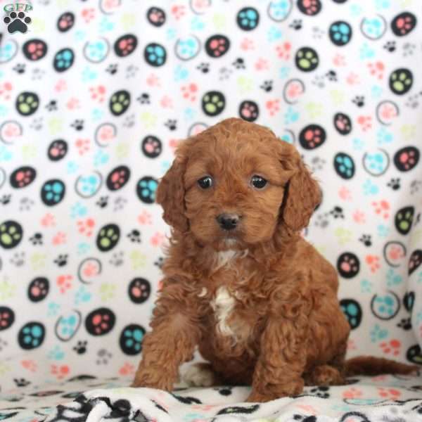 Reba, Cockapoo Puppy