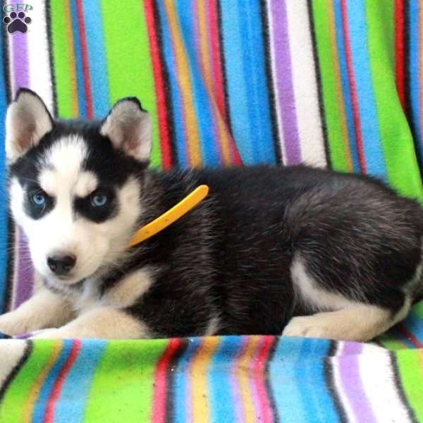 Reba, Siberian Husky Puppy