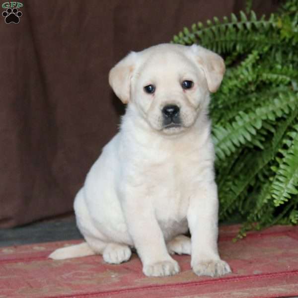 Reba, Yellow Labrador Retriever Puppy