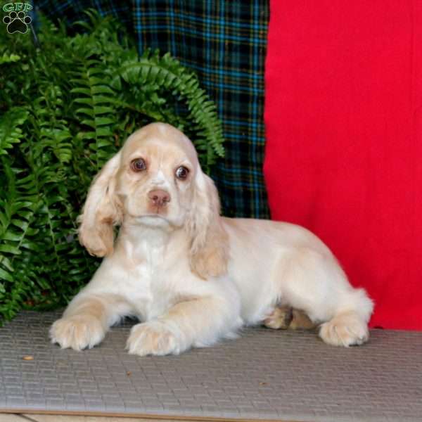 Reba, Cocker Spaniel Puppy