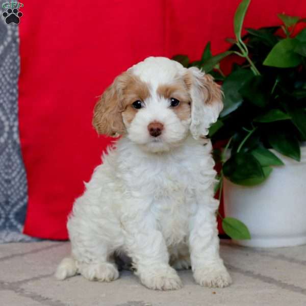 Reba, Cockapoo Puppy