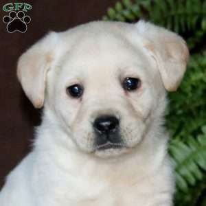 Reba, Yellow Labrador Retriever Puppy