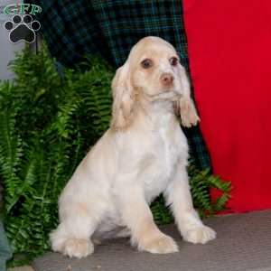 Reba, Cocker Spaniel Puppy