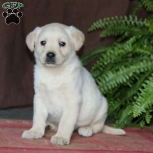 Reba, Yellow Labrador Retriever Puppy