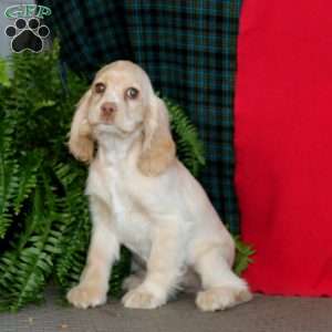 Reba, Cocker Spaniel Puppy