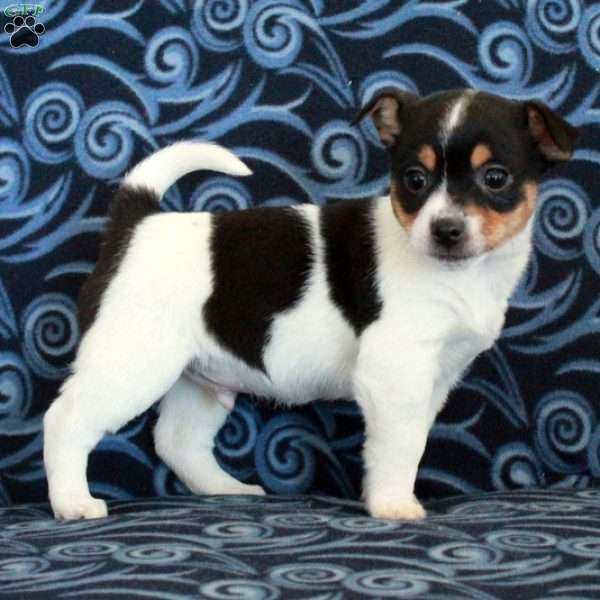 Rebel, Toy Fox Terrier Puppy