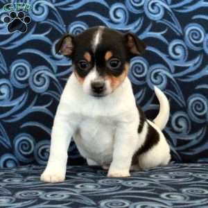 Rebel, Toy Fox Terrier Puppy