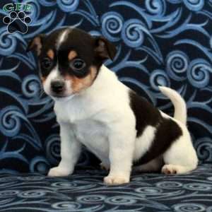 Rebel, Toy Fox Terrier Puppy