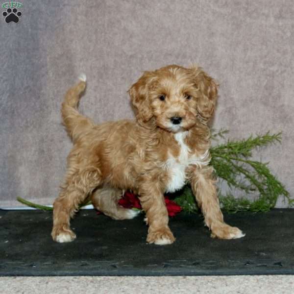 Reece, Mini Goldendoodle Puppy