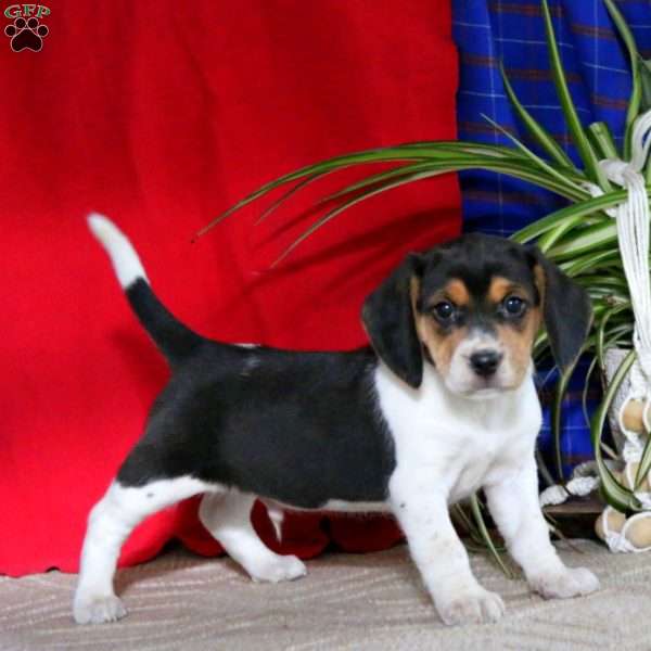 Reece, Beagle Puppy